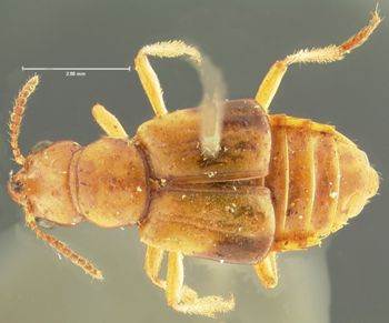 Media type: image; Entomology 34613   Aspect: habitus dorsal view